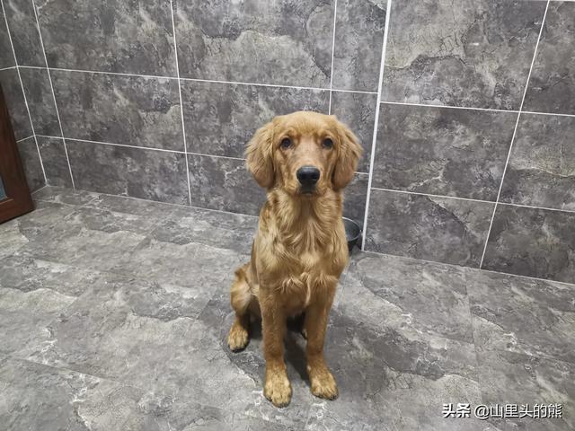 缉毒犬偷吃薯条:为什么肯德基的食物打烊时宁愿扔掉也不打折或者给员工吃？