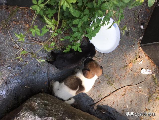 老收养400只流浪狗:养了40流浪狗，感觉现在压力好大，如果是你，你会怎么办？