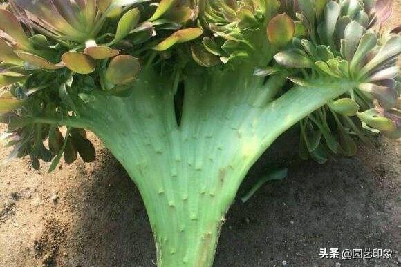 璇叶姬星美人怎么繁殖:多肉拼盘制作的要点是什么啊？