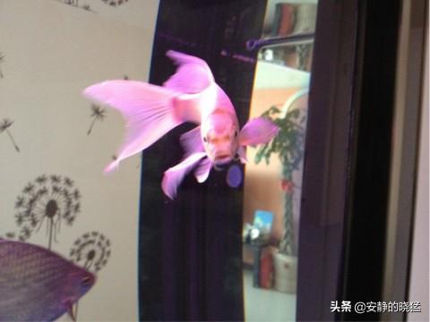 凤尾锦鲤:白色的锦鲤尾巴有点变红怎么回事？