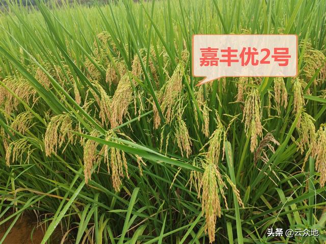 请问杂交水稻哪个品种好？