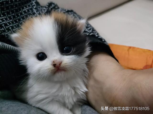 爱洗澡的猫猫:猫咪不爱洗澡我该拿它怎么办？