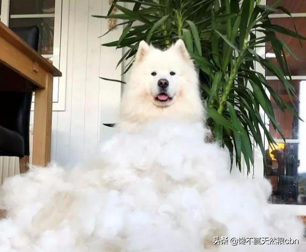 萨摩耶犬图片:为什么很少人养萨摩耶？萨摩耶真的那么难养吗？
