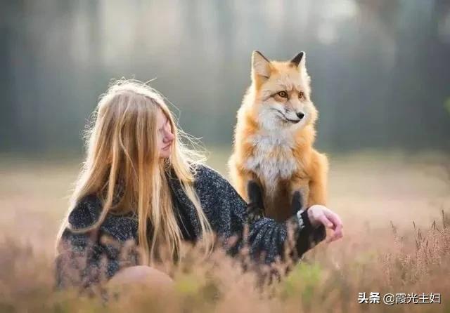 狐狸狗的身体作文:狐狸狗的作文 狗和狐狸可以繁育出后代吗？