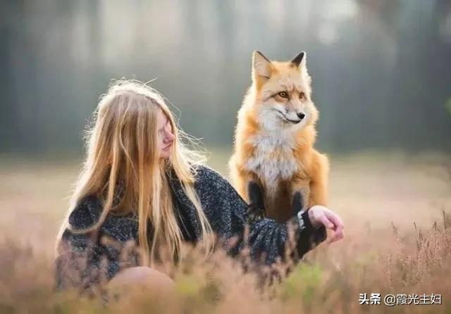 狼和狗交配:我准备用狼和德牧马犬哈士奇配种繁殖，大家觉得市场行情好么？