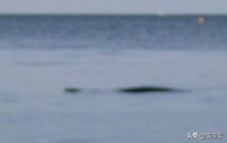 2007年尼斯湖水怪，牂牁江水怪是什么大型水生物