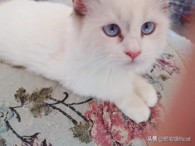 宠物药品:国产宠物药和进口宠物药，你会选择哪一种？为什么？
