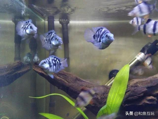 60cm鱼缸造景图片:60cm的鱼缸该养什么？如何遮挡缸底水泵？