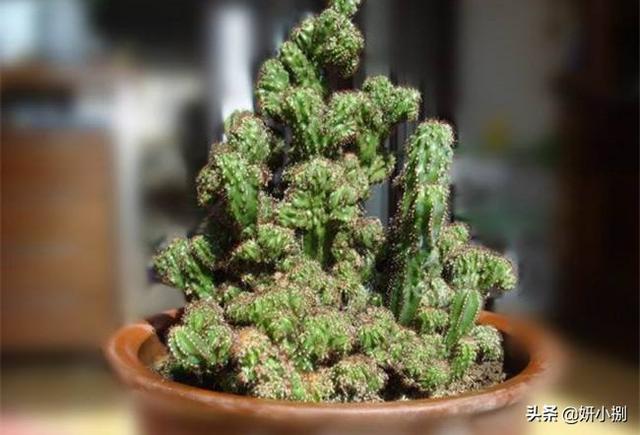 介壳虫图片:危害桃的介壳虫有哪几种？如何防治？
