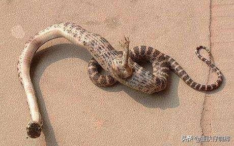 鸡冠蛇的照片图片