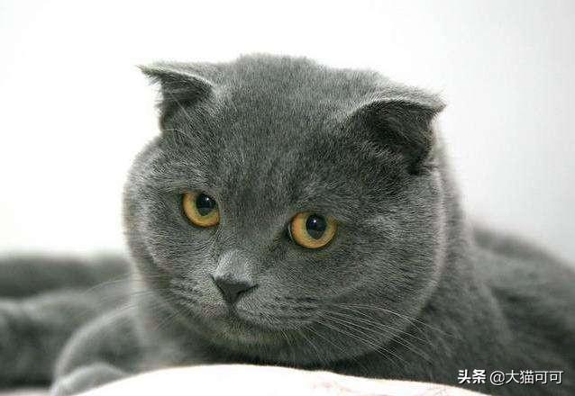 俄罗斯蓝猫胖了:为什么我家蓝猫三个月又长又瘦？