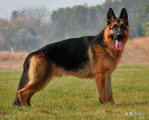 加纳利犬vs藏獒:多少只德国牧羊犬，打得过一只原生态藏獒？为什么？