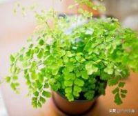 灰背铁线蕨:刚买的铁线蕨叶子枯萎怎么办？