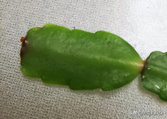 假昙花是昙花吗:我这株是蟹爪兰还是假昙花？有什么区别？