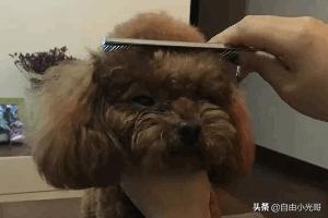 泰迪犬怎么养胖:怎么样喂食泰迪犬是在坑它？