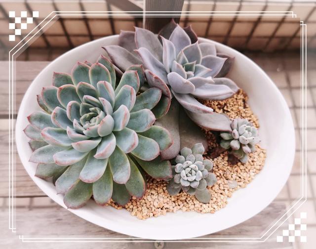 头条问答 多肉叶插苗在路上快递了6天 请问会徒长吗 叁拾陆时光的回答 0赞