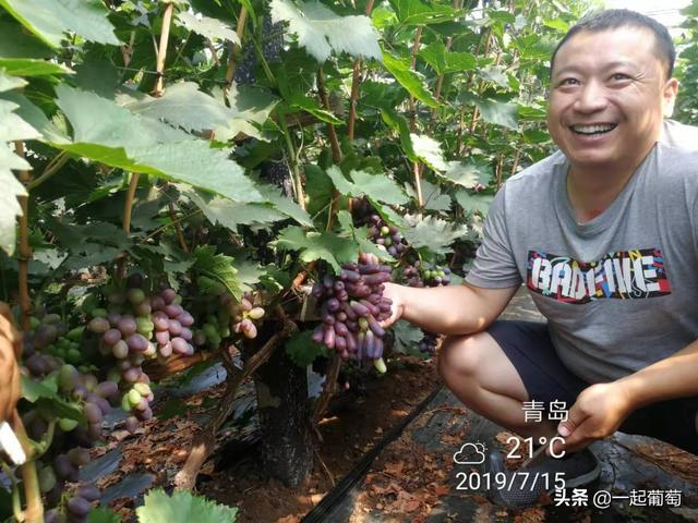蓝宝石葡萄种植方法:全网最火的蓝宝石葡萄，真的如此神奇吗？该如何种植呢？