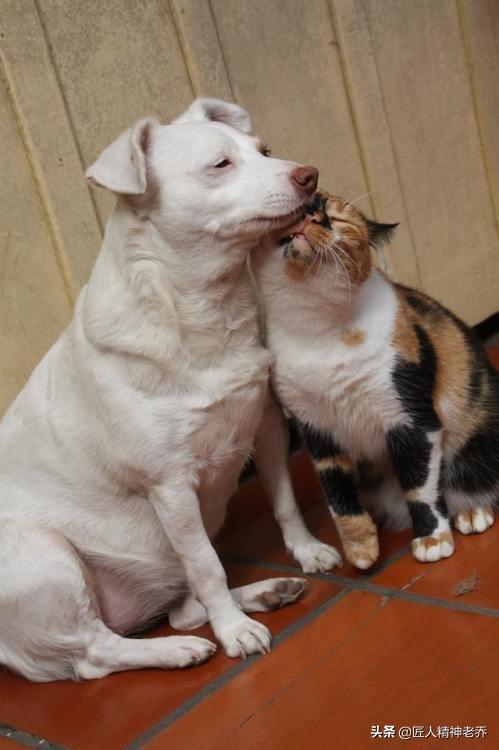 有没有能给宠物房间除臭的:家里养猫狗会让屋里变臭吗？怎样才能不臭？ 有宠物的家庭如何室内除臭