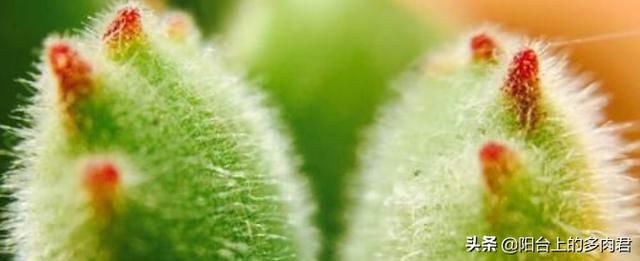 多肉熊童子好养不:多肉植物熊童子的叶片脏了怎么清理？