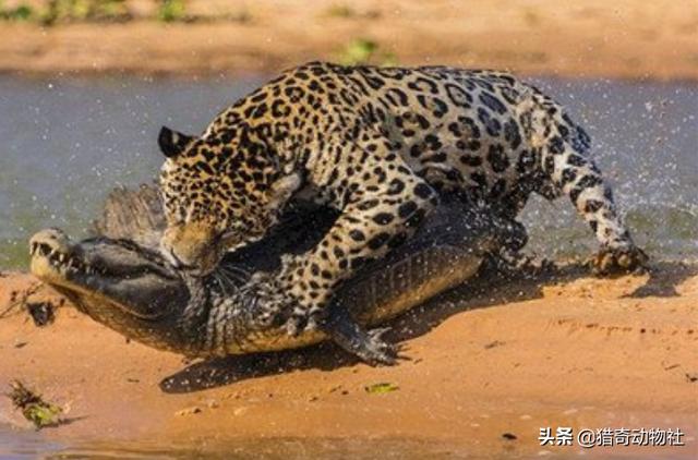 中美貘:为什么美洲豹捕食的猎物还大于虎？