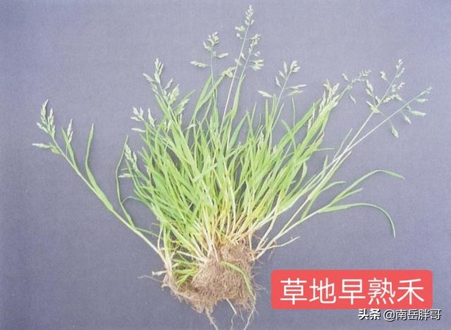 养羊种植什么牧草好:回河南老家搞养羊，种植燕麦做饲草怎么样？应该怎么做？