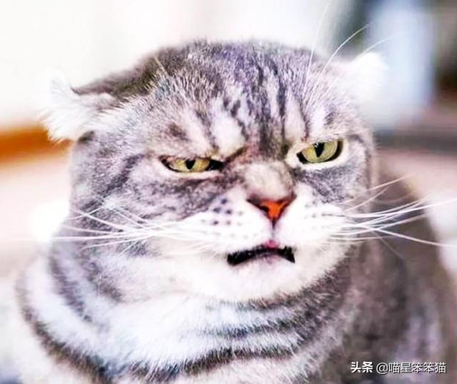 愤怒的猫咪头像:猫咪有抑郁症会有什么表现？