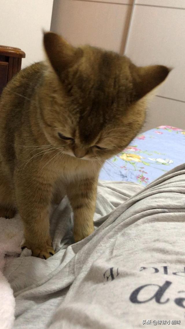 猫咪帮你踩奶是什么意思:猫咪在你身上踩奶是什么意思 猫踩奶是什么意思，猫踩奶要注意什么？