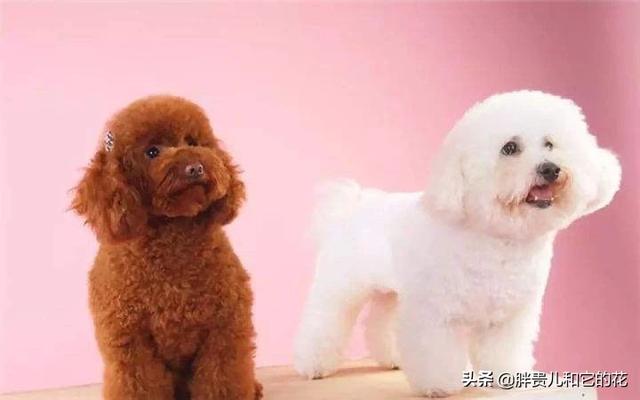 泰迪犬价格百度经验:泰迪犬怎么样？价格多少钱？