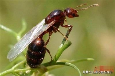 红火蚁有多厉害，作为高危入侵生物，红火蚁到底有多厉害