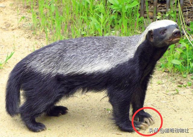 短尾猫和渔貂:平头哥和猫咪打起来谁能赢？
