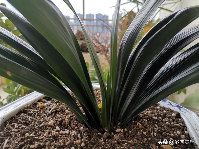 文殊兰一米多少钱:兰花的美丽让人着迷，那君子兰，文殊兰，虎皮兰，吊兰是兰花么？