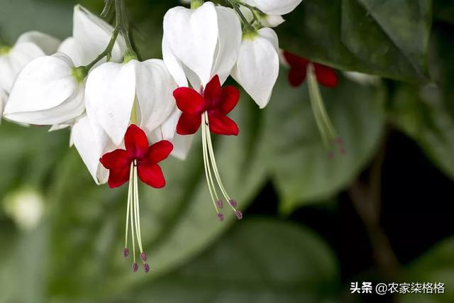 龙吐珠花:龙吐珠开花的时候怎样浇水？