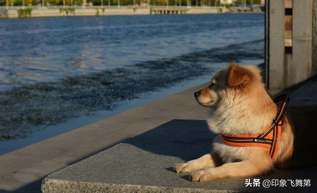 轻度中二病的短尾猫:为什么我的家人认为我抑郁症的原因是看动漫？