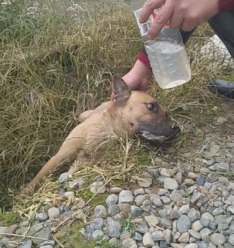 我想问一下海涛柯基馆怎么样啊:偷狗贼最爱对什么样的狗狗下手？