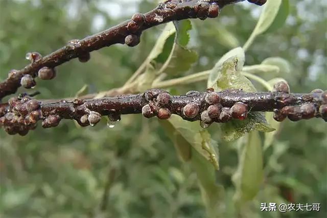 黑色介壳虫怎么根除:根粉介壳虫怎么根除 苹果树的介壳虫爆发了，这个时期该怎么治疗？