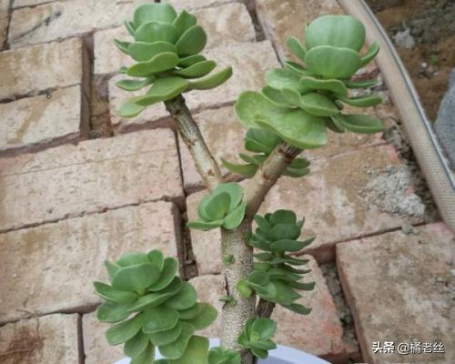金钱串子的养殖方法和注意事项:钱串子的养殖方法和注意事项？