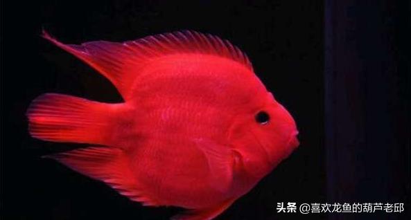 家用大鱼缸养鱼知识:鱼缸内该不该放水草？饲养观赏鱼后，水草对水质有没有影响？ 家庭鱼缸养鱼知识大全