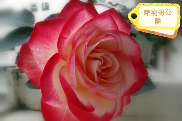 优秀月季花品种介绍百度网:名贵月季十大品种是哪些品种？