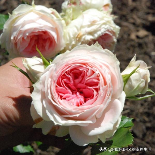 vents月季花品种介绍及图片:大游行月季花应该如何养殖？有哪些方法技巧？