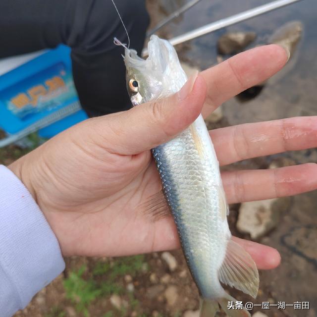 肉夹馍鱼饵料配方大全:野钓马口鱼的鱼饵配方是什么？钓马口鱼有哪些技巧？