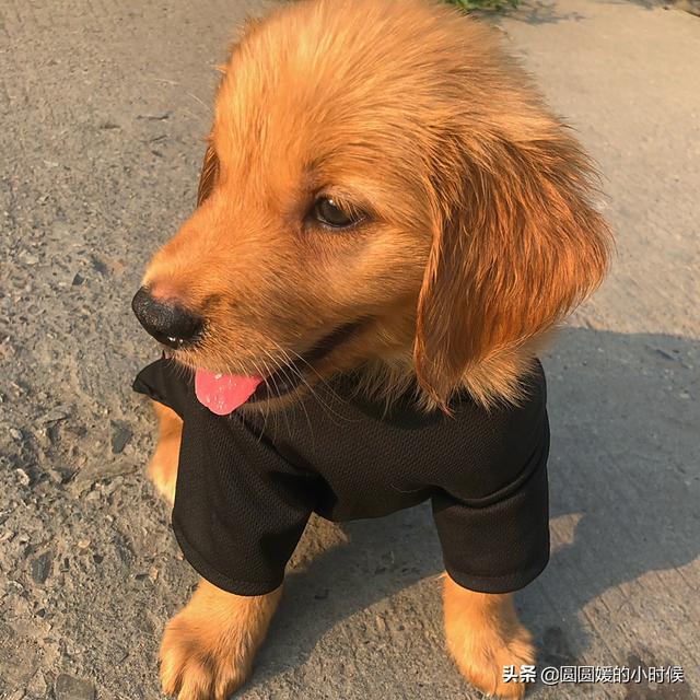 金毛犬性格好不好:我想养一只金毛，需要注意什么，别人告我千万别养，费钱费时间？ 金毛犬的性格