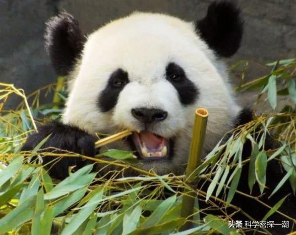 河马哥刘惠璞:壮年河马、北极熊和东北虎这三样动物打起来谁厉害？