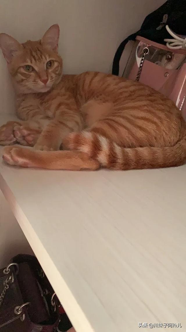 可爱的小猫咪教学反思:养猫后，你是越来越爱猫还是慢慢讨厌猫？ 大脾气的小猫咪小班教学反思