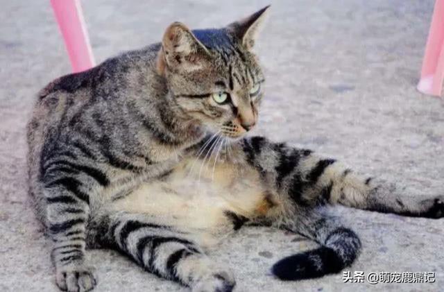 宠物猫免费领养:五个月大的猫咪适合领养吗？ 58同城宠物猫免费领养