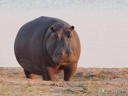 河马吃什么:河马、犀牛是杂食动物吗？