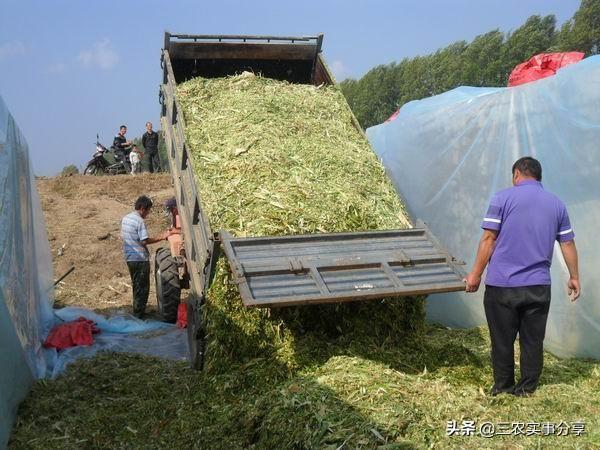 羊妊娠毒血症有什么症状:羊下的羔子是死胎，怎么回事？