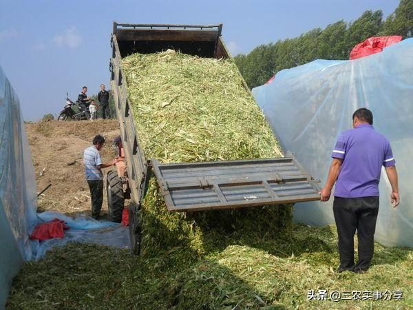 羊妊娠毒血症有什么症状:冬季如何防治羊青贮饲料中毒？