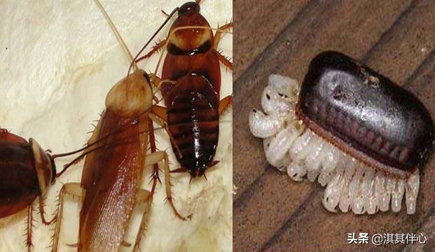 蟑螂繁殖:蟑螂繁殖需要交配吗