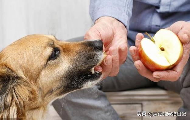 肉豆蔻酸洗面奶有哪些坏处，狗狗到底不能吃什么蔬果、水果、零食