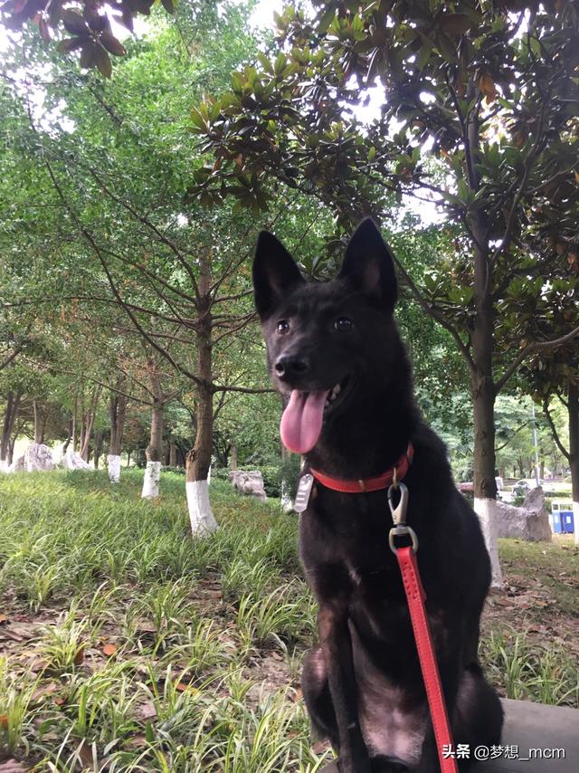 中华田园犬:中华田园犬智商排名 陪伴中国人几千年的土狗，真的有缺点吗？
